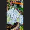 Echeveria Frosty