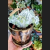 Echeveria Frosty