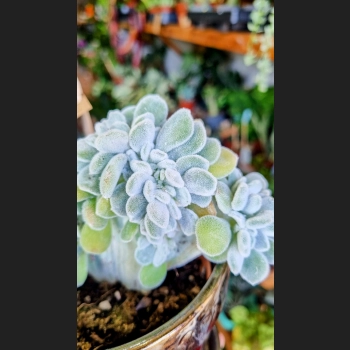 Echeveria Frosty