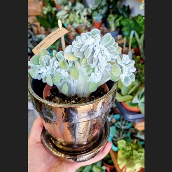 Echeveria Frosty