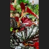 Begonia Silver Spot Dark