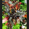 Begonia Silver Spot Dark