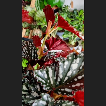 Begonia Silver Spot Dark