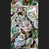Ceropegia Variegata