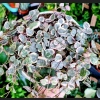 Ceropegia Variegata