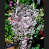 Ceropegia Variegata