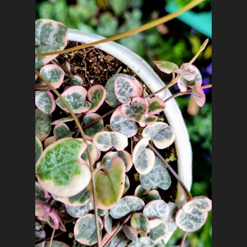 Ceropegia Variegata