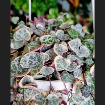 Ceropegia Variegata