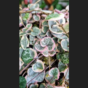 Ceropegia Variegata