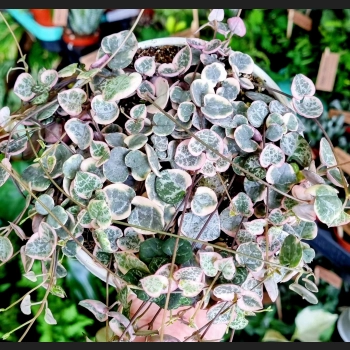 Ceropegia Variegata