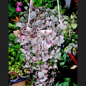Ceropegia Variegata