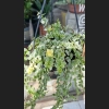 Dischidia Ruscifolia Variegata