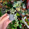 Dischidia Ruscifolia Variegata