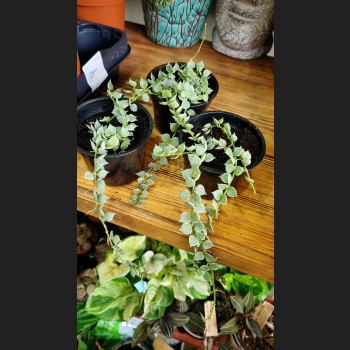 Dischidia Ruscifolia Variegata