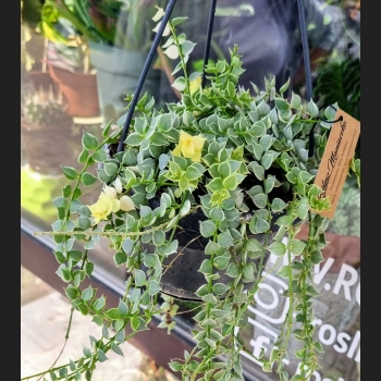 Dischidia Ruscifolia Variegata
