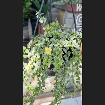 Dischidia Ruscifolia Variegata