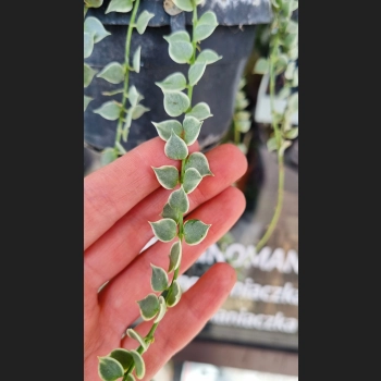 Dischidia Ruscifolia Variegata