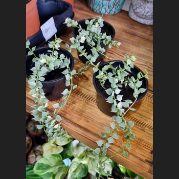 Dischidia Ruscifolia Variegata
