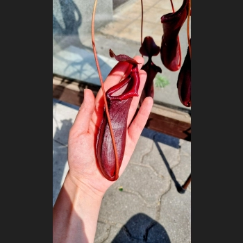 Dzbanecznik Bloody Mary