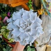 Echeveria Crispy Beauty