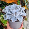 Echeveria Crispy Beauty