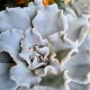 Echeveria Crispy Beauty