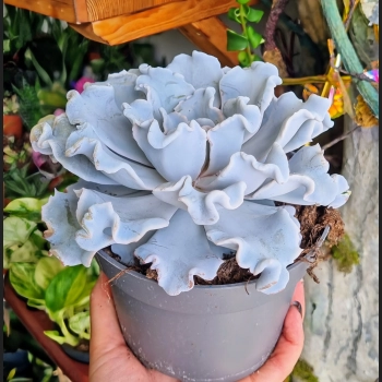Echeveria Crispy Beauty