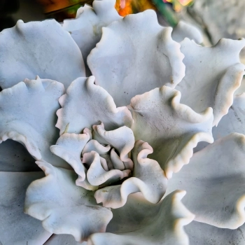 Echeveria Crispy Beauty
