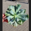 Echeveria culebra
