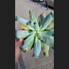 Echeveria culebra