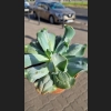 Echeveria culebra