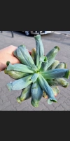 Echeveria culebra