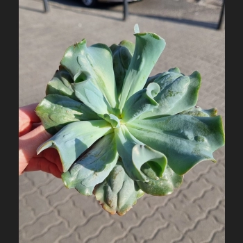 Echeveria culebra