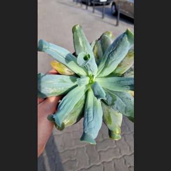 Echeveria culebra