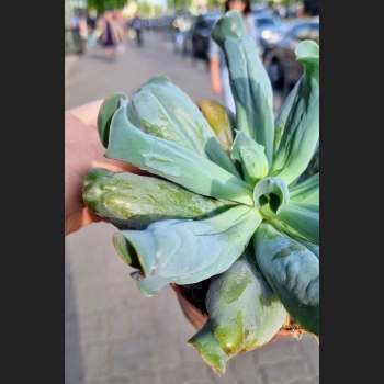 Echeveria culebra