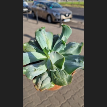 Echeveria culebra