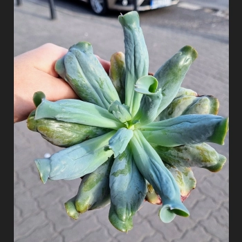 Echeveria culebra