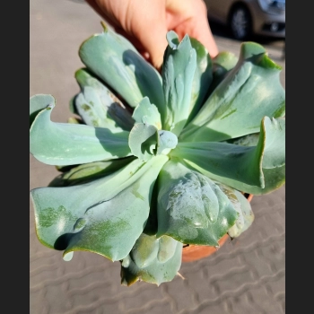Echeveria culebra