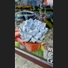 Echeveria Thriller Pearl