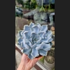 Echeveria Thriller Pearl