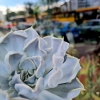 Echeveria Thriller Pearl