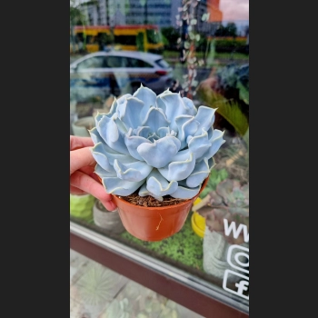 Echeveria Thriller Pearl
