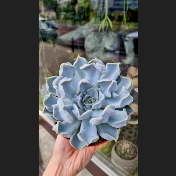 Echeveria Thriller Pearl