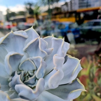Echeveria Thriller Pearl