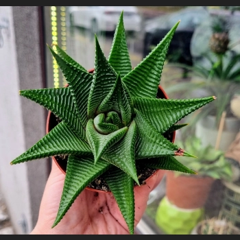Haworthia Limifolia