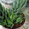 Haworthia Super Fasciata