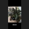 Haworthia Super Fasciata