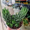 Haworthia Super Fasciata