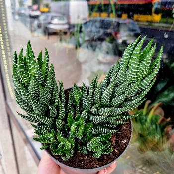 Haworthia Super Fasciata