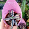 Kalanchoe Tubiflora Pink Butterfly